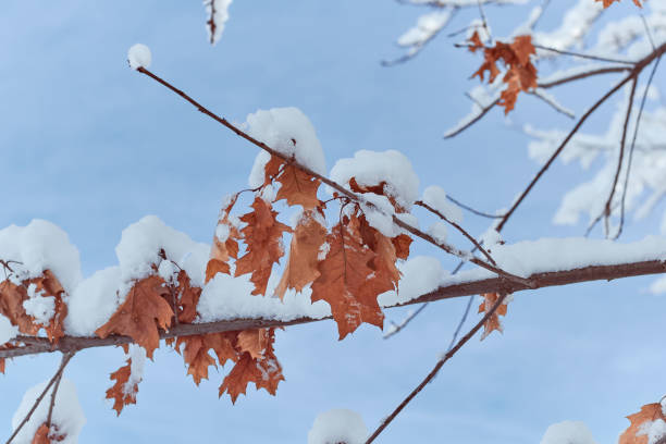 istock Branch oak tree with dry leaves in snow. Winter background. Oak tree branches covered with hoarfrost. 1625220438