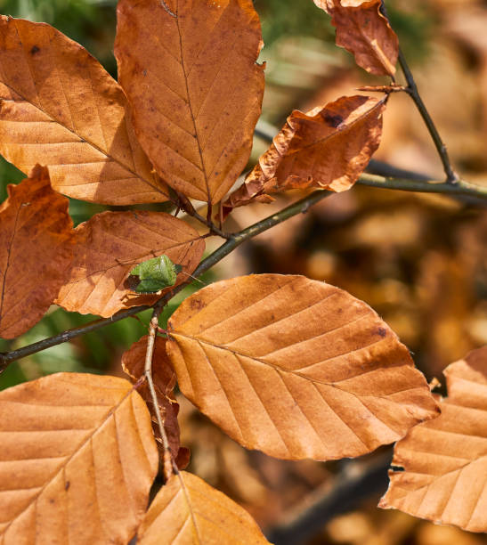 istock Snking green beetle. Autumn leaves. 1625220971