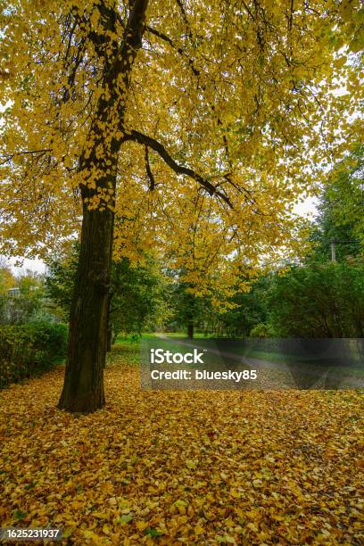 Autumn Scenery In Saint Petersburg Russia Stock Photo - Download Image Now - Alley, Autumn, Autumn Leaf Color