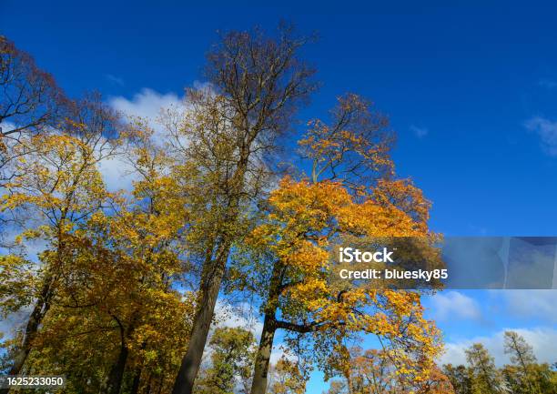 Autumn Scenery In Saint Petersburg Russia Stock Photo - Download Image Now - Alley, Autumn, Autumn Leaf Color