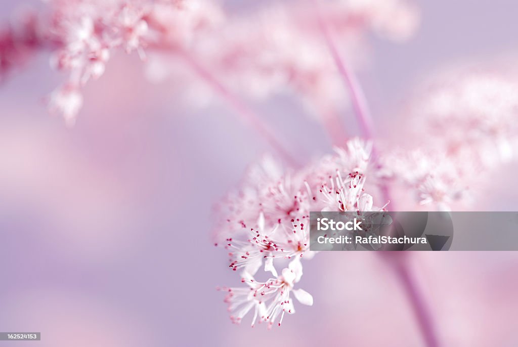 Cerezos en flor - Foto de stock de Belleza de la naturaleza libre de derechos