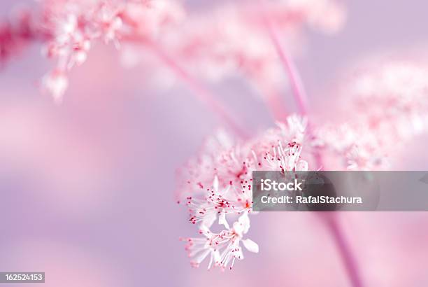 Fiori Di Ciliegio - Fotografie stock e altre immagini di Bellezza naturale - Bellezza naturale, Bianco, Bocciolo