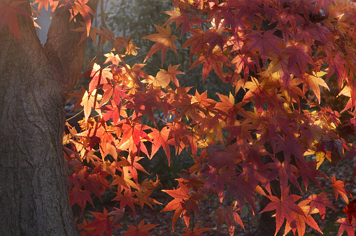 Autumn Colored Maple Leaves in Sunlight