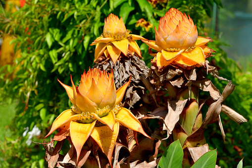 Ensete lasiocarpum, also called Musella lasiocarpa, Golden lotus banana, or Chinese dwarf banana, is an ornamental plant. It is grown not for its fruit, which is small and inedible, but primarily for its flower. It blooms throughout summer (from June to September, but could last up to eight months) and adds an exotic and tropical atmosphere to the garden.