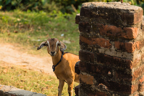 une chèvre dans la banlieue de janakpur, lieu sacré de l’hindouisme au népal - janakpur photos et images de collection