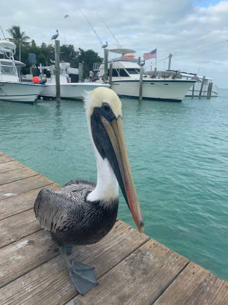 istock Brown pelican in Florida 1625259297