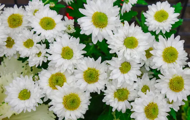 Beautiful white daisy flowers