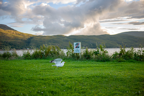 A seagull walking on a lawn by the sea at sunset, Ullapool, Scotland