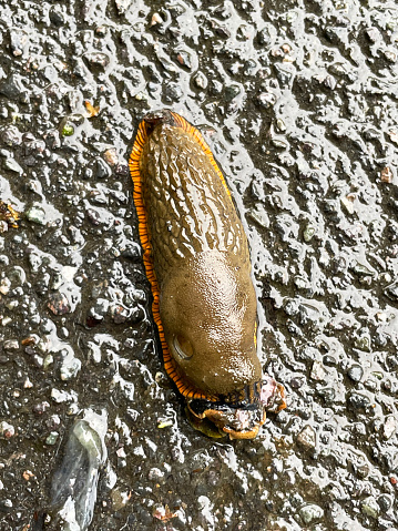 Stock photo showing elevated view of a slug searching for food after a rainfall. Slugs become more active in damp conditions as it is easier for them to move without their mucus drying out.