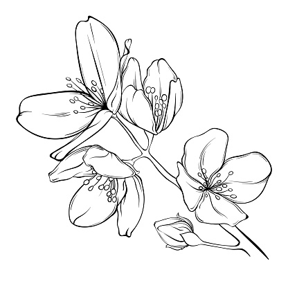 image of jasmine with flowers. black outline on a transparent background. botanical vector illustration