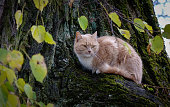 A cat on the tree at rainy day in summer time