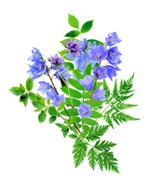 istock Bouquet Of Wild Flowers 1625289344