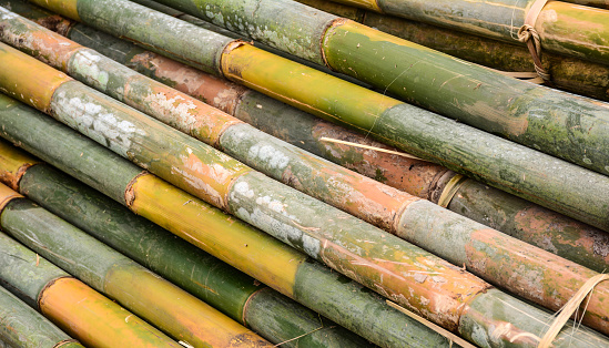 Freshly bamboo logs are cut and ready for sale at the rural market