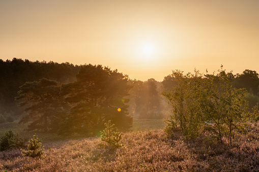 Spectacular golden sunrise at the Brunsummerheide in the Dutch province of Limburg with rays of sun over the blooming heather, which turned into field with a purple colour with some thin layers of fog.