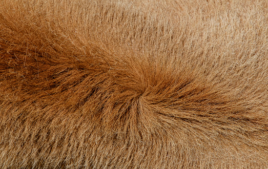 Natural Background - Cowhide Close Up