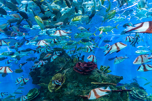 Many tropical ornamental fish in the aquarium