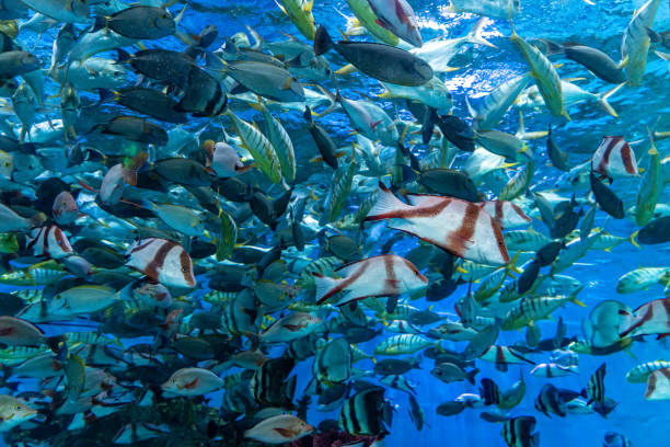 istock Many tropical ornamental fish in the aquarium 1625299514