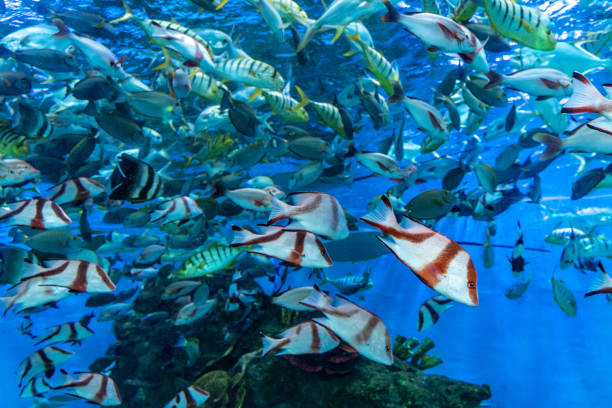 istock Many tropical ornamental fish in the aquarium 1625300050