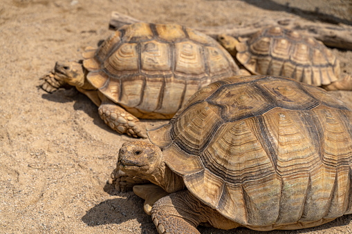 Land turtles resting in the zoo garden