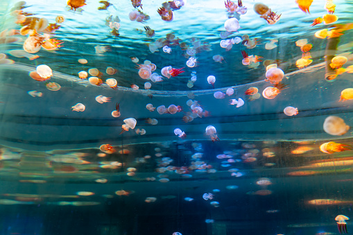 Various colorful jellyfish in the aquarium