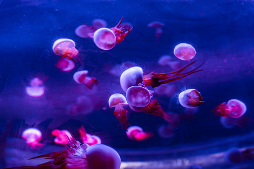 Colorful jellyfish in an aquarium