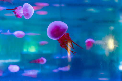 Orange jellyfish in blue ocean water. Captured by a Canon R5 camera.