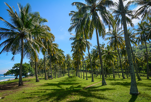 Coconut plantation on Lombok Island, Indonesia. Lombok is an island in West Nusa Tenggara province, Indonesia.