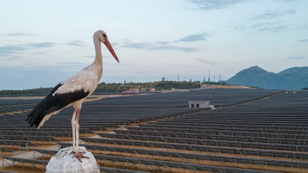 district of storks and solar panels living in the city stock photo