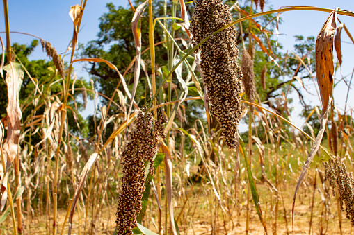 Sorghum (we can also write sorghum) is a cereal from the Poaceae family, like wheat, rice or millet. Sorghum originated in Africa, probably Ethiopia, and grows very well in tropical and Mediterranean regions.