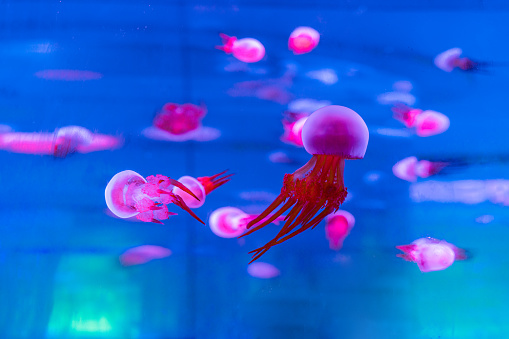 Colorful jellyfish in an aquarium