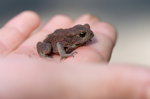 Small brown toad resting in a childs hand.