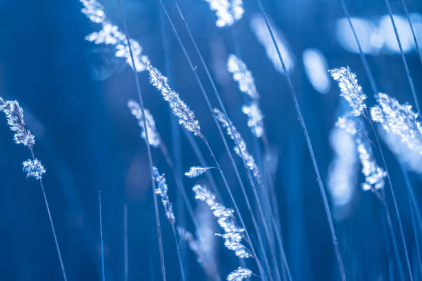 istock Reeds by a beach in susnset light.. 1625311092