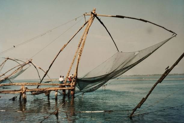 Fishing in Cochin Kerala. In Cochin, renamed in Kochi, the fishermen are fishing with huge Chinese fishing nets standing in line on the beaches.These nets are manually raised and lowered. The nets are quite iconic and much photographed. Fishing mostly takes place in the morning and early evening. cochin kerala india chinese fishing net stock pictures, royalty-free photos & images