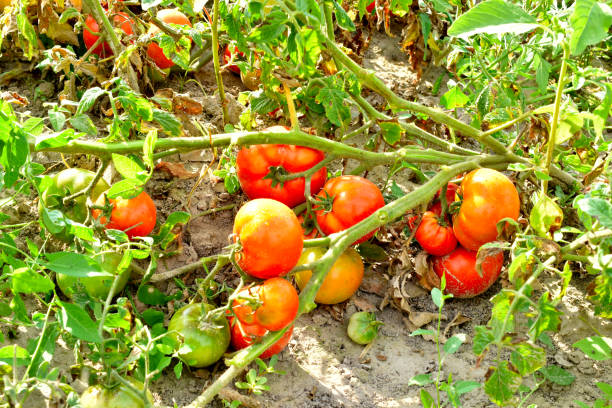 istock Ripe tomatoes on a bush in the garden. 1625312019
