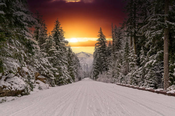 A snow covered road through a mountains pine forest with trees covered in snow.