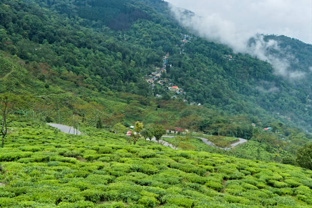 istock tea garden view in kalimpong town 1625322378