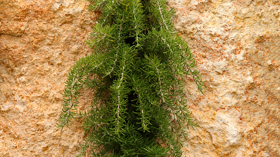 Vertical herb garden (rosemary) on a natural stone wall.
