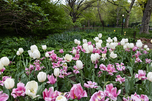 A garden filled with colorful tulips and flowers during spring in Central Park of New York City
