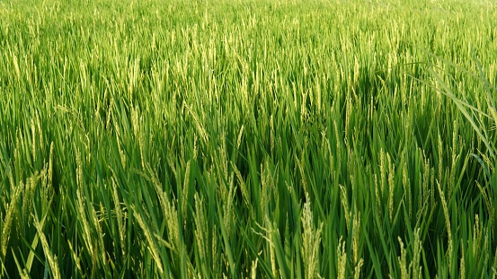 expanse of rice in the rice fields that are still green