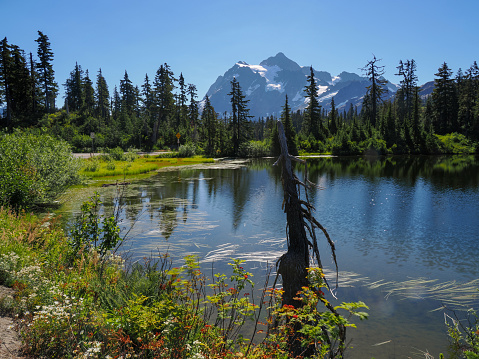 Picture Lake at Mt Baker, Washington, a postcard-worthy sight. Its glassy's surface reflects towering peaks of the surrounding mountains, creating a picture perfect mirroe effect. Lush greenery and vibrant wildflowers adorn the edages of the lake , adding bursts of color to the landscape.