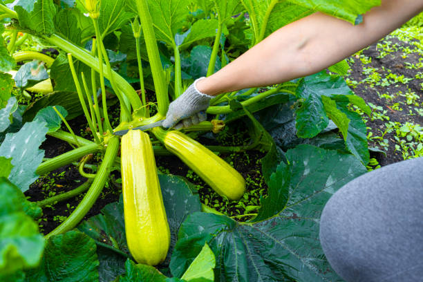 istock a farmer cuts a fresh zucchini with a knife. 1625342303