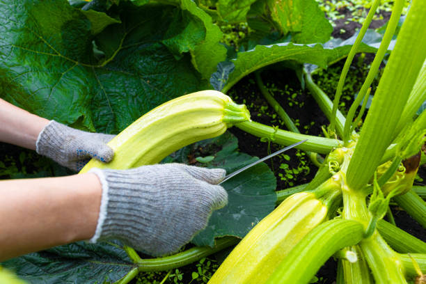 istock a farmer cuts a fresh zucchini with a knife. 1625342357