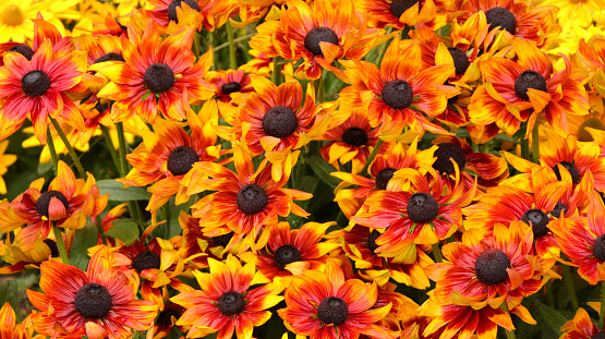 Rudbeckia flowerbed.