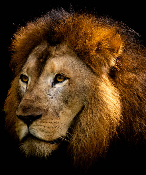 istock Portrait of a lion that shows solitude 1625342741