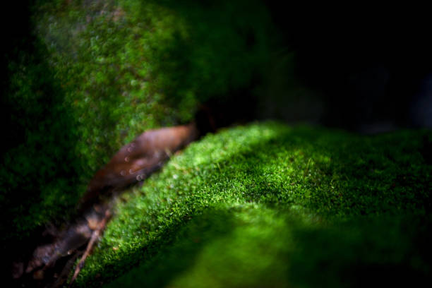 istock Beautiful green moss on the floor background with sunlight.selected focus 1625342880