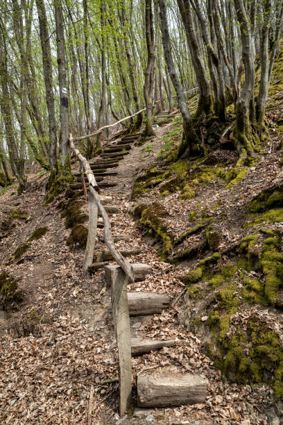 wooden stairs in the German Westerwald