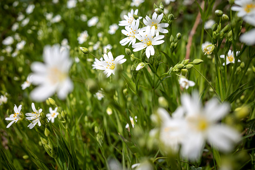 greater stitchwort (Rabelera holostea) in the woods