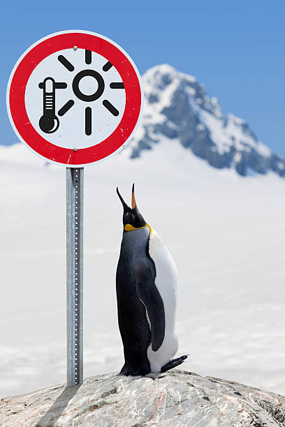 antarktis königspinguin mit road sign treibhauseffekt - nature antarctica half moon island penguin stock-fotos und bilder