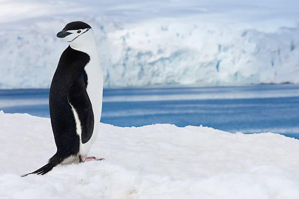 antarktis zügelpinguin auf halbmond-insel - penguin chinstrap penguin antarctic peninsula ice floe stock-fotos und bilder