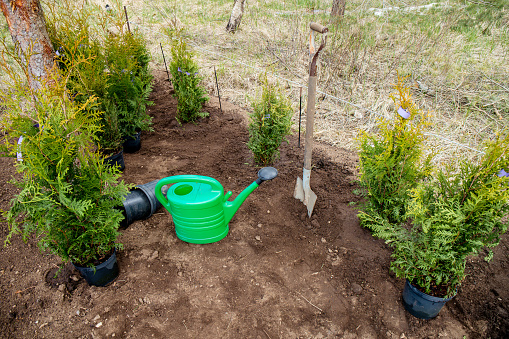 Planting Thuja occidentalis tree of life hedge in home garden soil outdoors in spring. Work in progress, watering can, shovel and empty flower pots on ground.